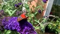 Beautiful nature view relaxation video with beautiful birds, flowers, animals, green trees and mind blowing stress relief relaxing music