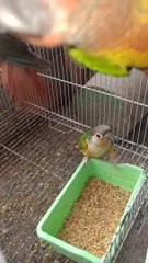 Pineapple and Green Cheeked Conure