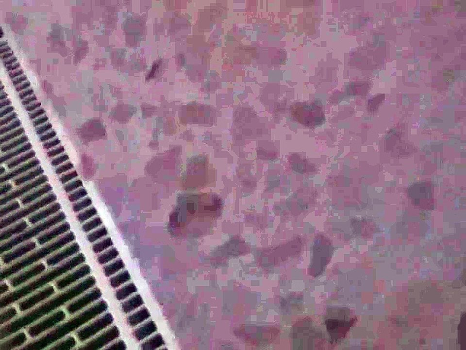 MAQ00631