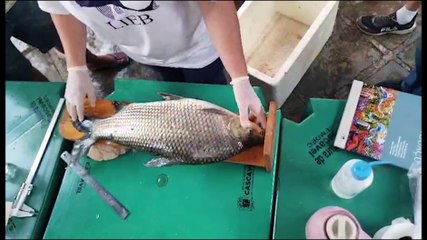 Quem pegou, pegou. Quem não pegou, não pega mais! Dia de pesca é encerrado no Lago Municipal