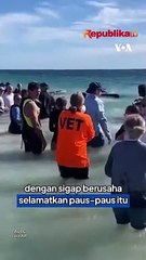 Ratusan Paus Pilot Terdampar di Australia