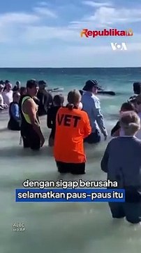 Ratusan Paus Pilot Terdampar di Australia