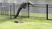 Alligator Struggles to Climb Over Fence