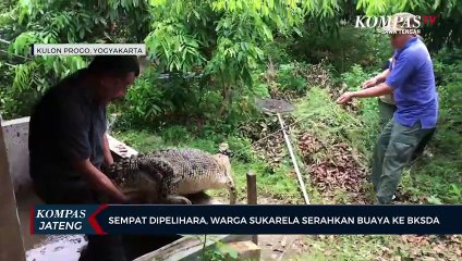 Sempat Dipelihara, Warga Sukarela Serahkan Buaya ke BKSDA