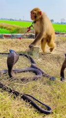 Monkey with cobra naag kingcobra