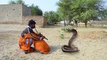 Biggest king cobra in world -  snake catcher