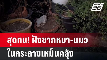 สุดทน! ฝังซากหมา-แมวในกระถางเหม็นคลุ้ง | เที่ยงทันข่าว | 29 เม.ย. 67