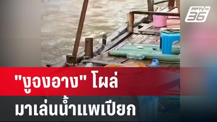 "งูจงอาง" โผล่มาเล่นน้ำแพเปียก | เที่ยงทันข่าว | 29 เม.ย. 67