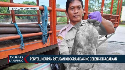 Penyelundupan Ratusan Kilogram Daging Celeng Digagalkan Karantina