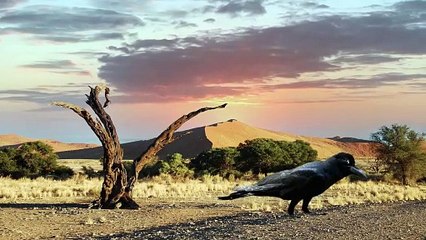 Thristy Crow | پیاسا کوا