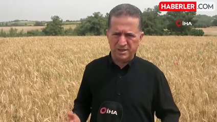 Buğdayda hasat yaklaştı, fiyat bekleniyor