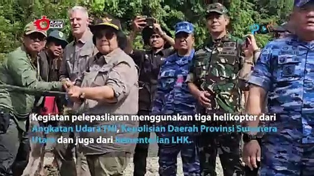 Pelepasan Harimau Sumatera oleh Kementrian Lingkungan Hidup
