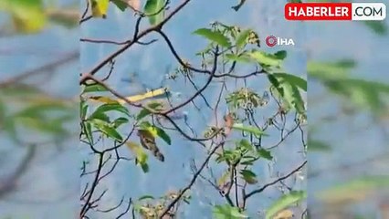 Şahinkaya Kanyonu'nda orman yangını: 1 helikopter ve 2 uçak havadan müdahale etti
