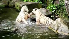Tiger_fight___Animal___Wild___Jungle___No_copyright_Video(720p)