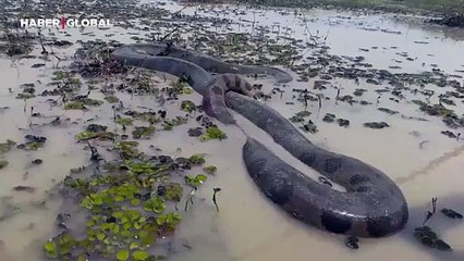 Kameralara yansıdı: Devasa anakondanın boyu görenleri hayrete düşürdü