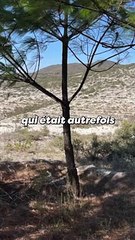 Des Mexicains Résolus : Ramener Leur Nature Perdue 🌿