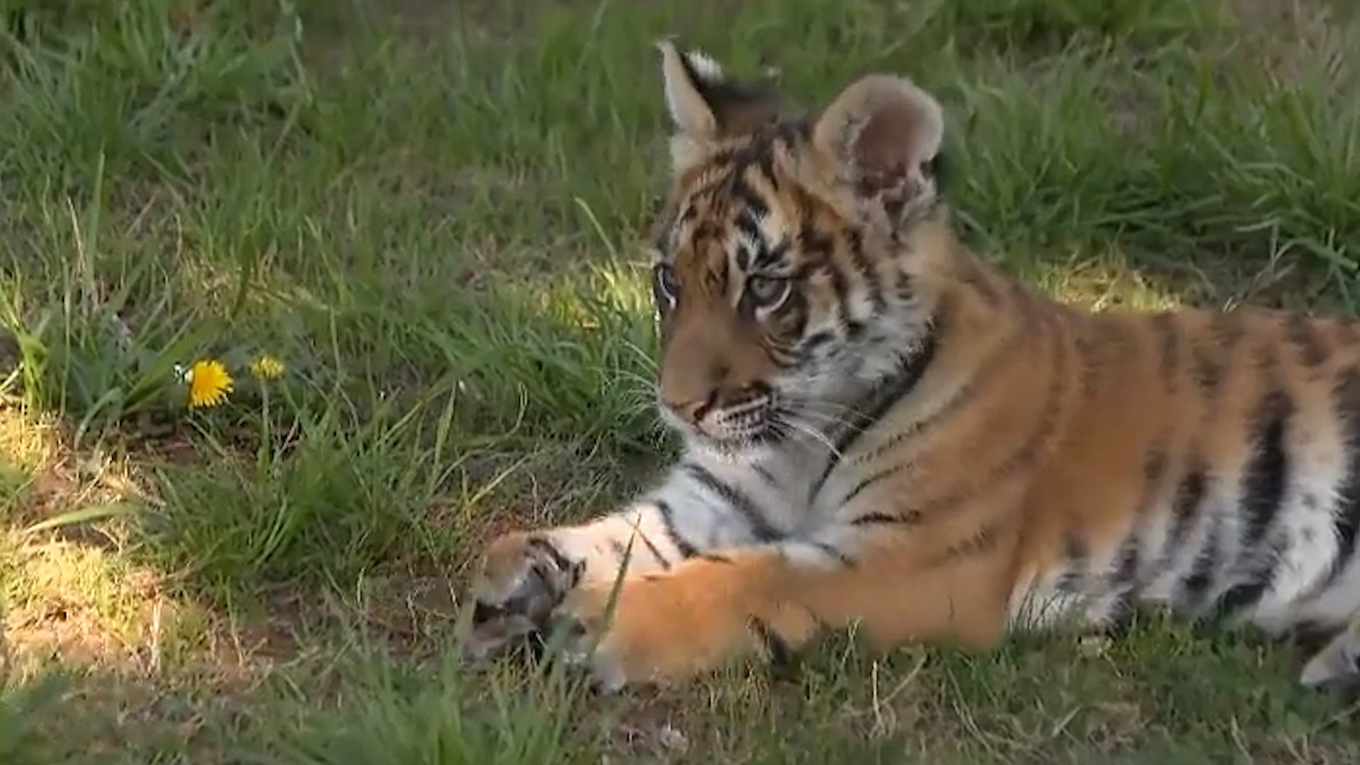 Un centro corus recupera a una beb tigresa tras nacer con malformaciones en un zoo