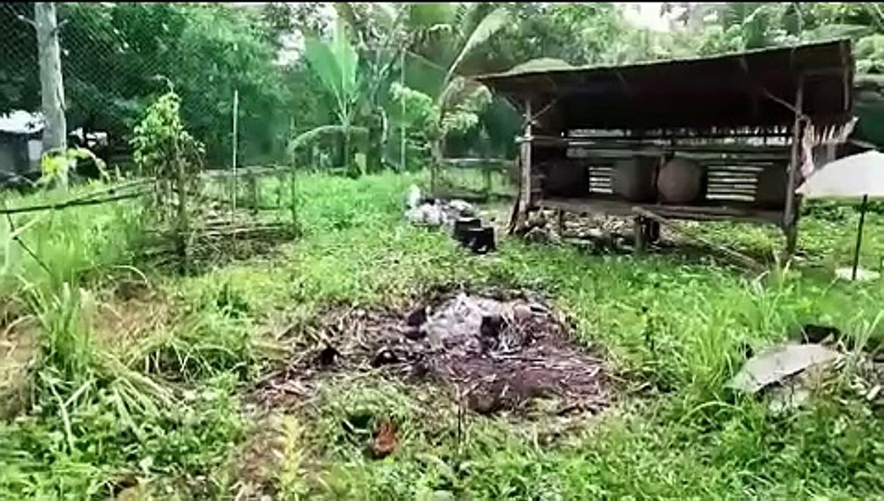 Life in a Farm