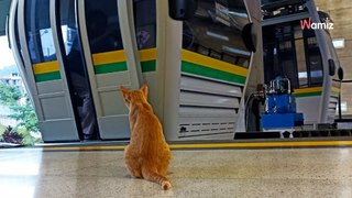 Dans cette station de métro, ce chat travaille chaque jour d'arrache-patte pour le plus grand bonheur de tous !