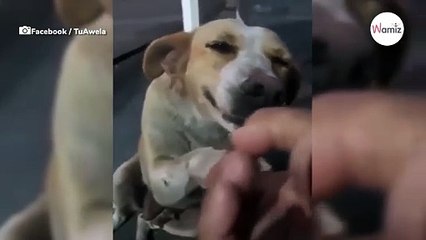 Ve a un perro callejero y le tiende la mano sin esperar su increíble reacción (Vídeo)