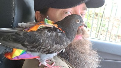 "We saved a pigeon from drowning - and now he's part of the family"