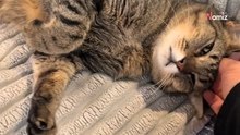 Llegan al refugio con su gato de 7 años: los rescatadores alucinan al escuchar su nuevo plan de vida (Vídeo)