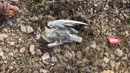 Şanlıurfa’da çok konuşulacak görüntüler: Toplu ölümler…