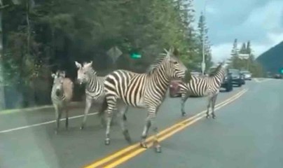 ビデオ：ワシントン州でシマウマが逃走後、警察が追跡