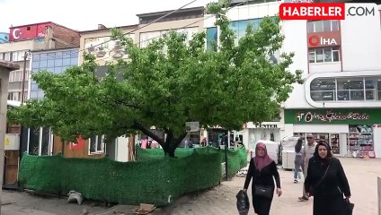 Babamın yadigarı ağaca ilginç bir not asıldı