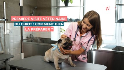 Première visite vétérinaire du chiot : comment bien la préparer ?