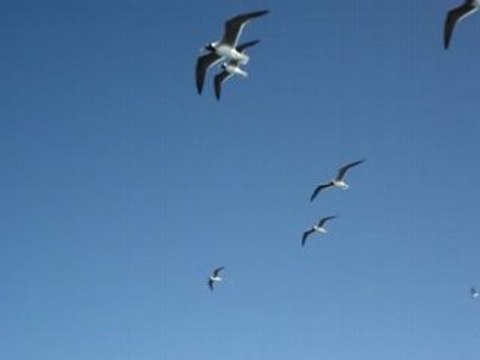 Vol de mouettes au large d'Hurghada en Egypte