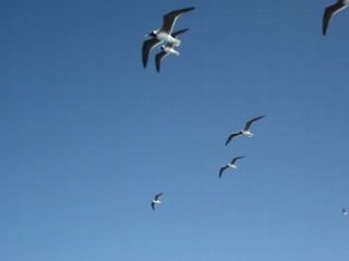 Vol de mouettes au large d'Hurghada en Egypte