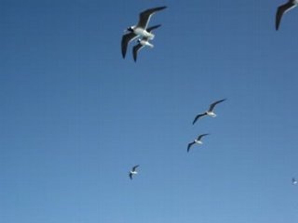 Vol de mouettes au large d'Hurghada en Egypte