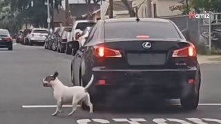 Elle abandonne son chien sur la route et prend la fuite : le réflexe du toutou brise le cœur de 140K personnes (vidéo)