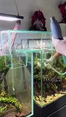 Comment Relier Facilement Deux Aquariums pour un Écosystème Connecté 🐟