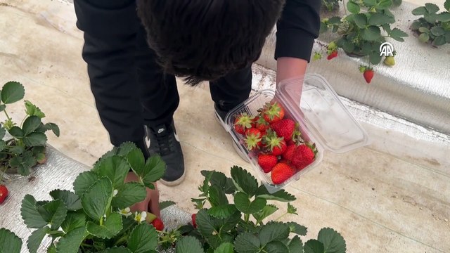 Volkanik cürufta çilek yetiştiren liselilerden ilk hasat