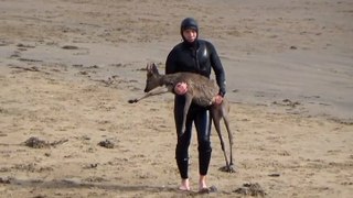 Deer gets stranded in sea after being chased by dog before paddleboarder comes to rescue