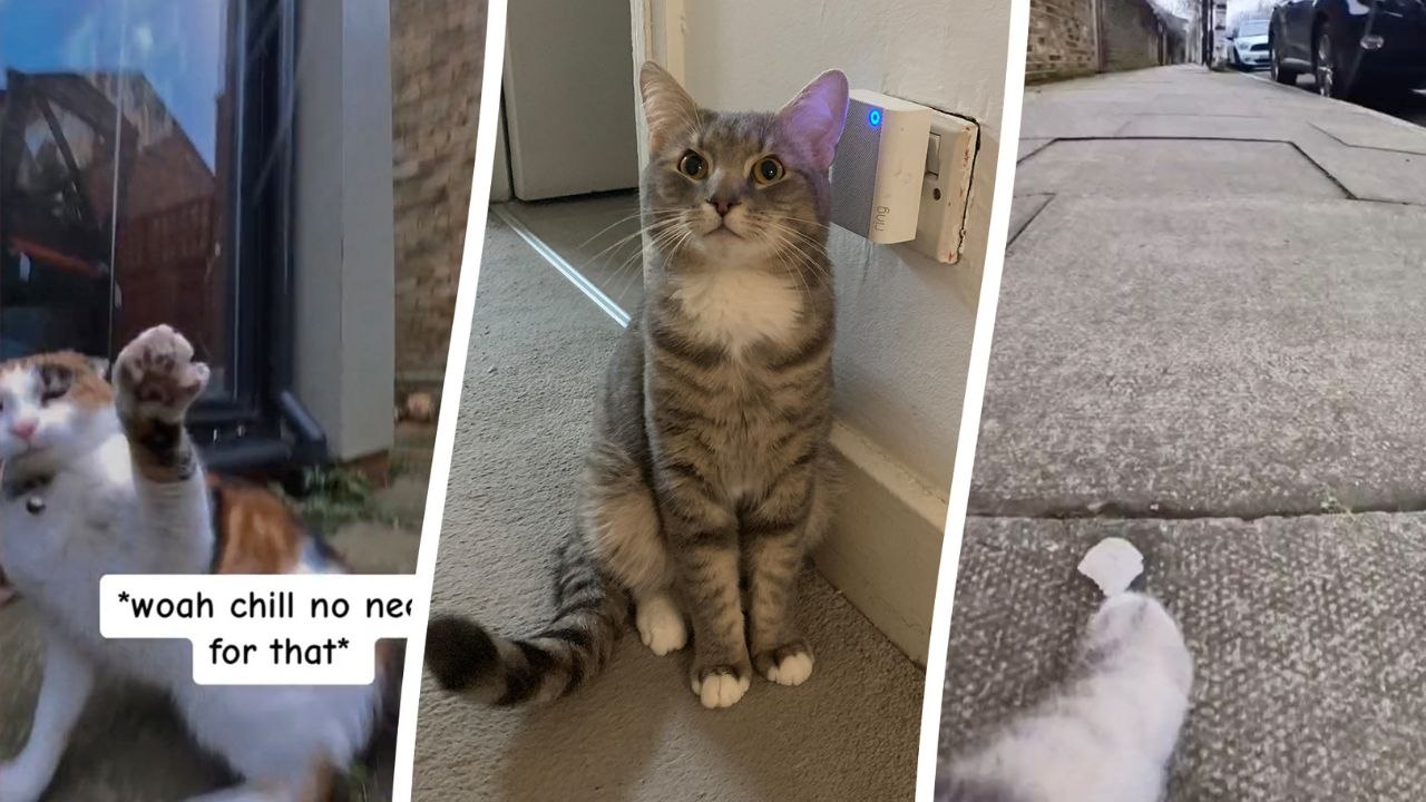 Katzenbesitzer entdeckt das geheime Leben seines Haustiers, nachdem er es mit einer Halsbandkamera ausgestattet hat