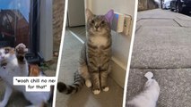 Katzenbesitzer entdeckt das geheime Leben seines Haustiers, nachdem er es mit einer Halsbandkamera ausgestattet hat