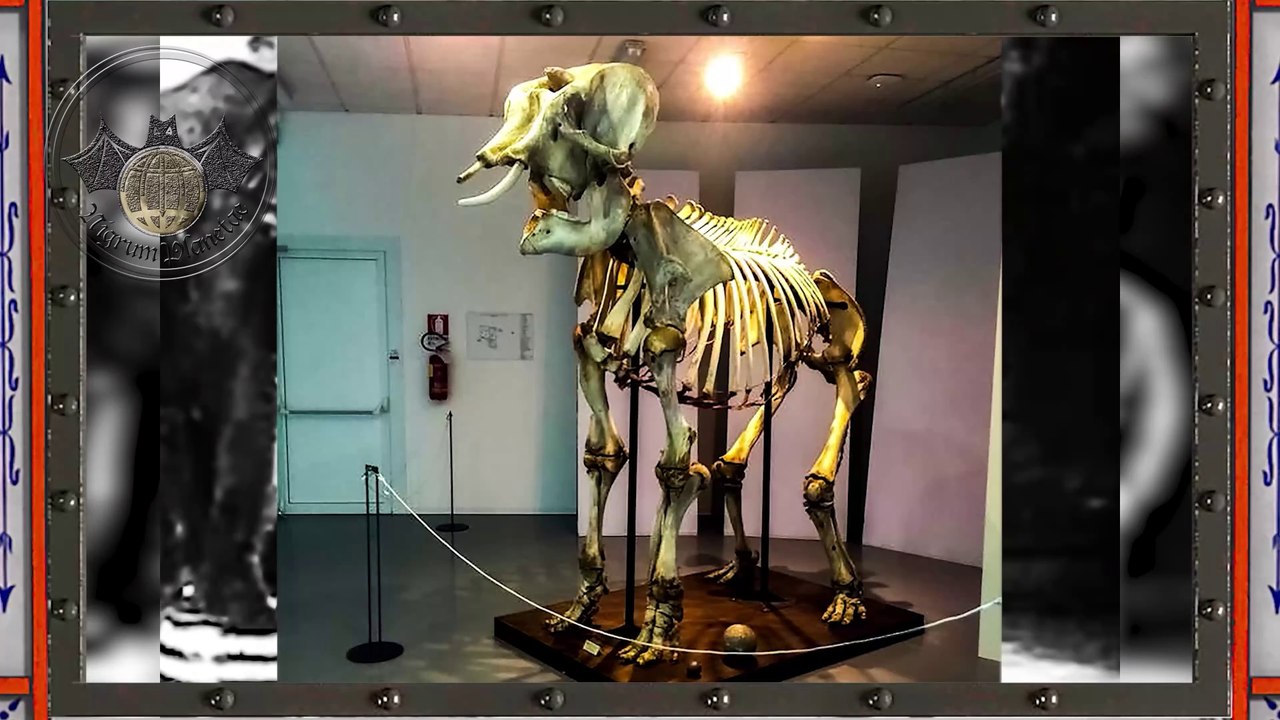 Elephant hunting or Can an animal be guilty - Nigrum Planetae