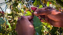 Zanzibar: Tanzania's spice island