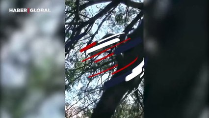 Dev anakondanın ağaçla bütünleştiği anlar beğeni rekoru kırdı