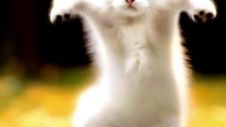 Cat funny dance