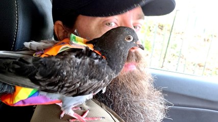 Must See! Rescued Pigeon Becomes ‘Part of the Flock’ Freely Flying Around Family Home and Going for Walks