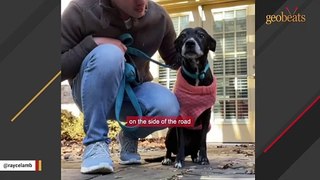 Guy's heartwarming gesture for dumped dog