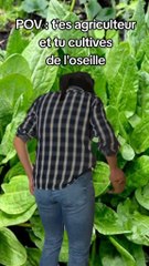 T'es agriculteur et tu cultives de l'oseille.