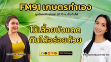 ไม้เลื้อยบังแดด กินได้อร่อยด้วย : FM91 เกษตรทำเอง : 28 เมษายน 2567