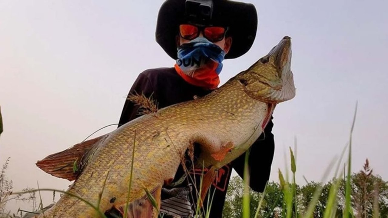 Amatör balıkçı 1 metre uzunluğunda turna balığı tuttu