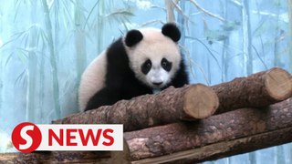 Moscow zoo opens outdoor enclosure for giant panda cub Katyusha