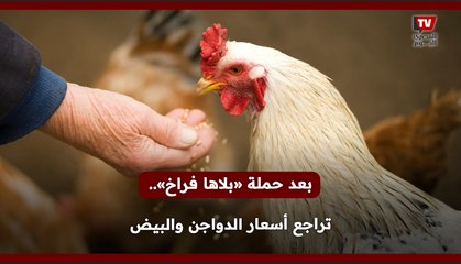 بعد حملة «بلاها فراخ».. تراجع أسعار الدواجن والبيض